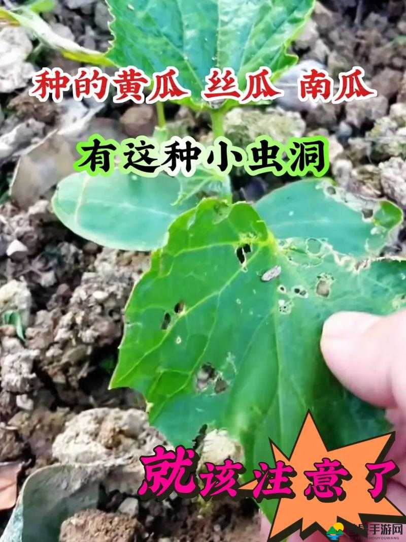 当草莓向日葵黄瓜丝瓜汅遇到爱情会发生什么