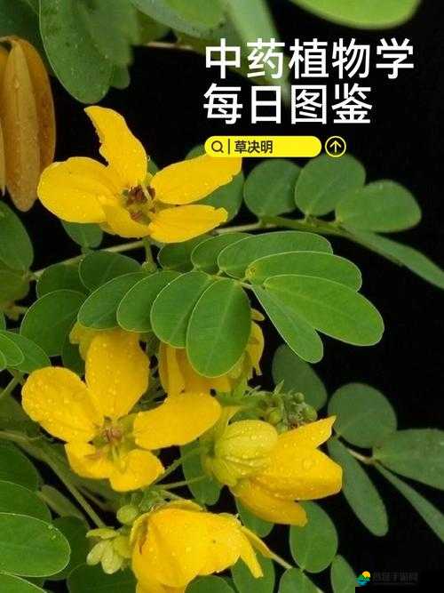 GW4411 三叶草：独特植物品种的奥秘与价值探索