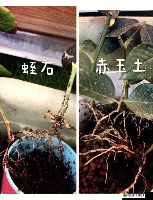 日本 72 种扦插方式及其背后的植物繁殖奥秘与技巧探讨